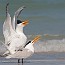 thumbs/IMG_2680.jpg